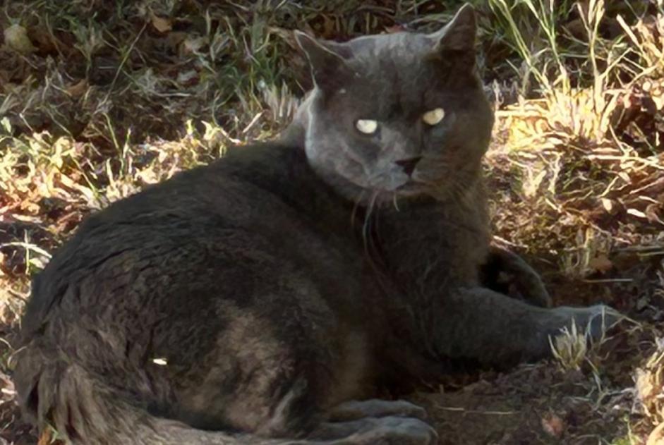 Discovery alert Cat Male Château-Salins France