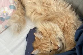 Disappearance alert Cat Male, 6 years Toulouse France