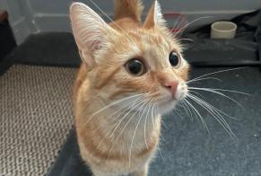 Discovery alert Cat Unknown Lille France