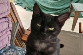 Disappearance alert Cat miscegenation Female, 0 years Draguignan France