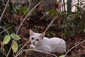 Discovery alert Cat Unknown Paris France