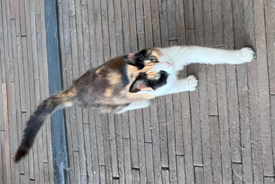 Discovery alert Cat Female Chavannes-sur-Reyssouze France