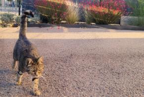 Disappearance alert Cat Female, 12 years La Rivière-de-Corps France
