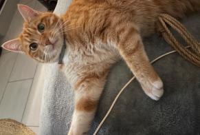 Disappearance alert Cat miscegenation Female, 1 years Plaine-d'Argenson France