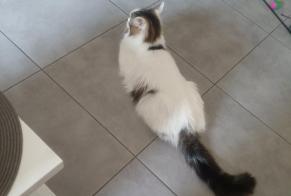 Disappearance alert Cat Male, 11 years Les Mollettes France