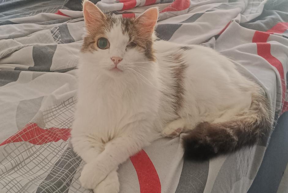 Disappearance alert Cat Male , 11 years Les Mollettes France
