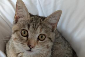 Disappearance alert Cat Female, 0 years Villenave-d'Ornon France