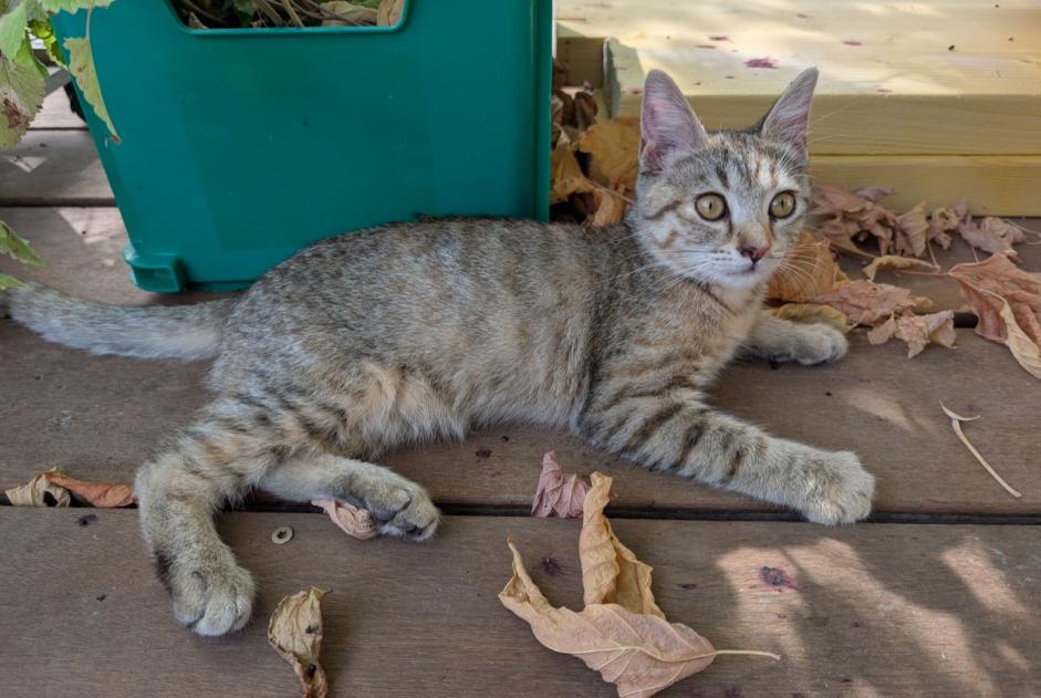 Disappearance alert Cat Female , 0 years Villenave-d'Ornon France
