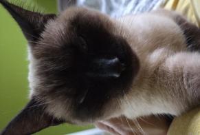 Disappearance alert Cat Female, 1 years Le Blanc-Mesnil France