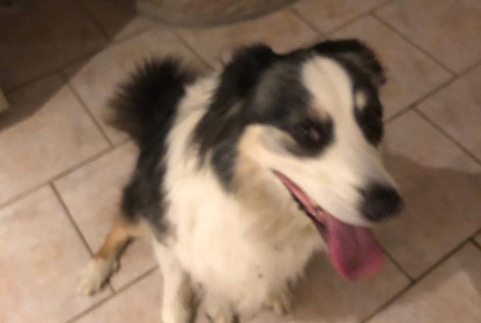 Discovery alert Dog  Male Montmirey-le-Château France