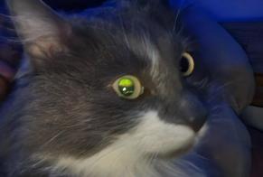 Disappearance alert Cat Male, 5 years Champhol France