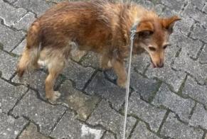 Disappearance alert Dog Male, 16 years Meaux France