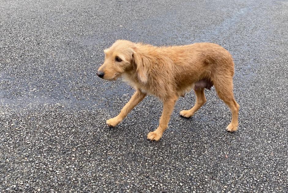 Discovery alert Dog  Female Montceau-les-Mines France