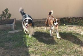 Discovery alert Dog Female Verdilly France