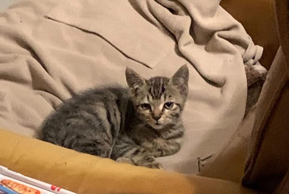 Discovery alert Cat Unknown Ligny-en-Barrois France