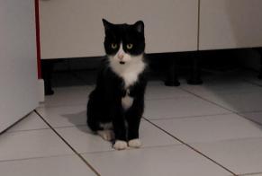 Discovery alert Cat Unknown Allonnes France