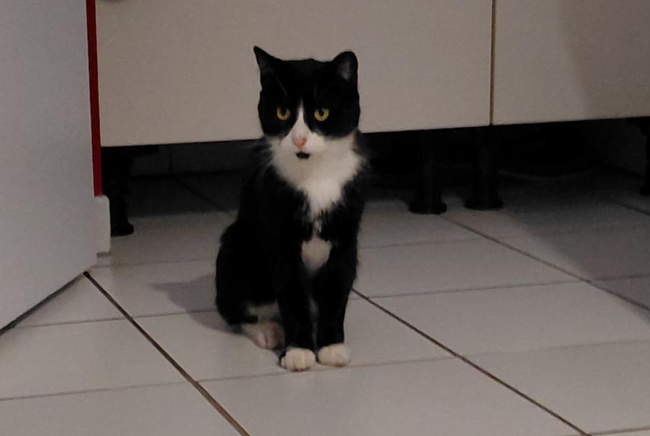 Discovery alert Cat Unknown Allonnes France