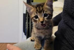 Discovery alert Cat Male La Couture France