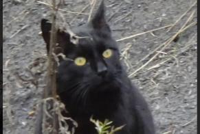 Disappearance alert Cat Male, 15 years Passy France