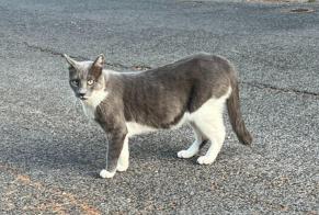 Disappearance alert Cat miscegenation Male, 9 years Saint-Clément-de-Rivière France