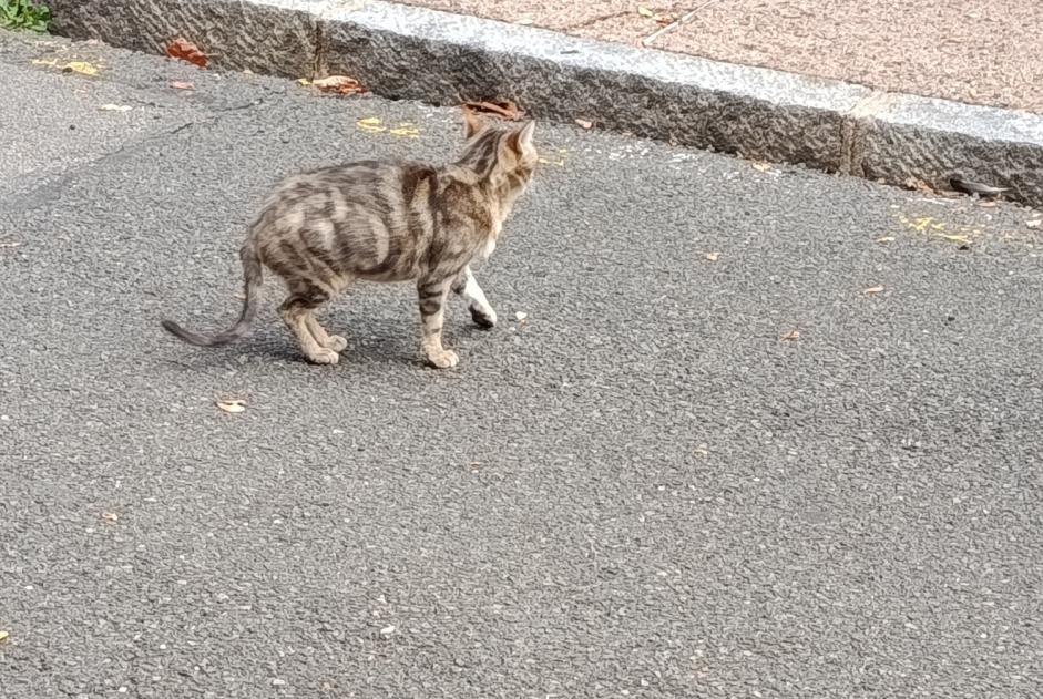 Discovery alert Cat Unknown Nevers France