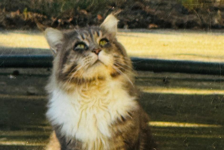 Discovery alert Cat  Unknown Laneuveville-devant-Nancy France