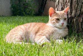 Disappearance alert Cat miscegenation Male, 3 years Bourg-lès-Valence France