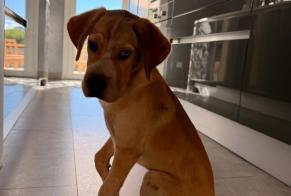 Discovery alert Dog Male Rognac France