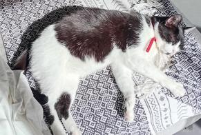 Disappearance alert Cat Female, 7 years Castelginest France