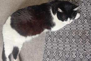 Disappearance alert Cat Female, 7 years Castelginest France