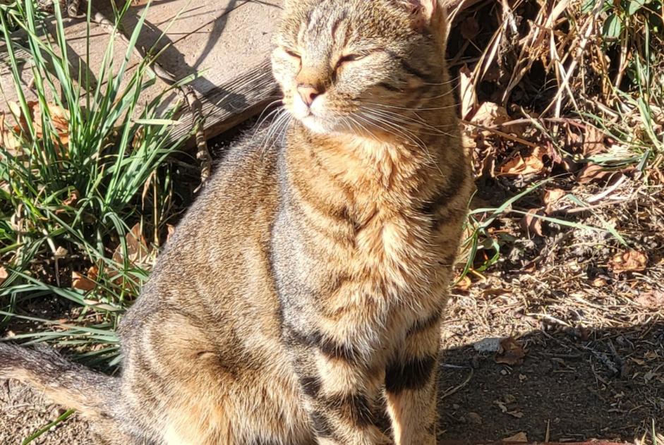 Discovery alert Cat miscegenation Male Roche-en-Forez France