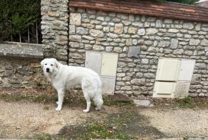 Discovery alert Dog Unknown Barbizon France