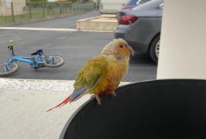 Discovery alert Bird Unknown Julienne France