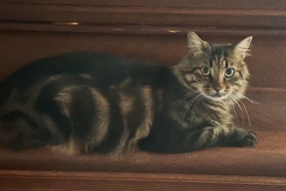 Disappearance alert Cat  Male , 3 years Herbignac France