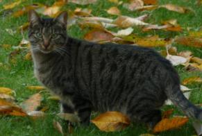 Disappearance alert Cat Female, 3 years Avrainville France