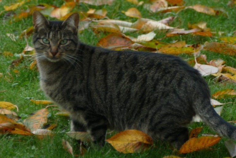 Disappearance alert Cat Female , 3 years Avrainville France