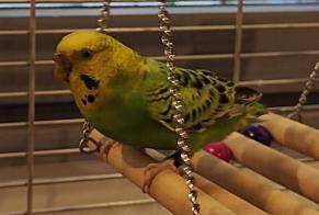 Discovery alert Bird Female Sartrouville France