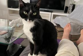 Disappearance alert Cat Female, 3 years Charmeil France