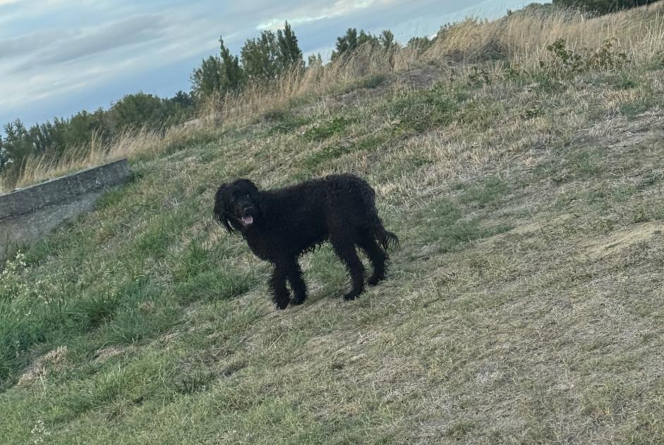 Discovery alert Dog Unknown Longages France