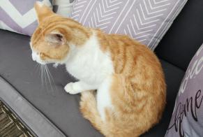 Discovery alert Cat Male, 3 years Dompierre-sur-Yon France