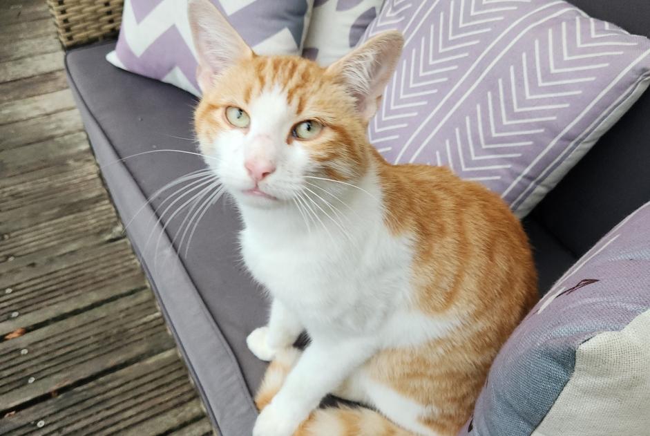 Discovery alert Cat Male , 3 years Dompierre-sur-Yon France