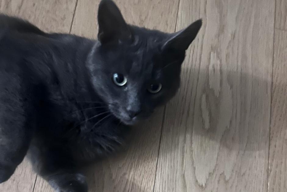 Discovery alert Cat  Male Fleury-les-Aubrais France