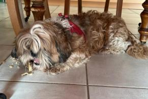 Discovery alert Dog Female Avanne-Aveney France