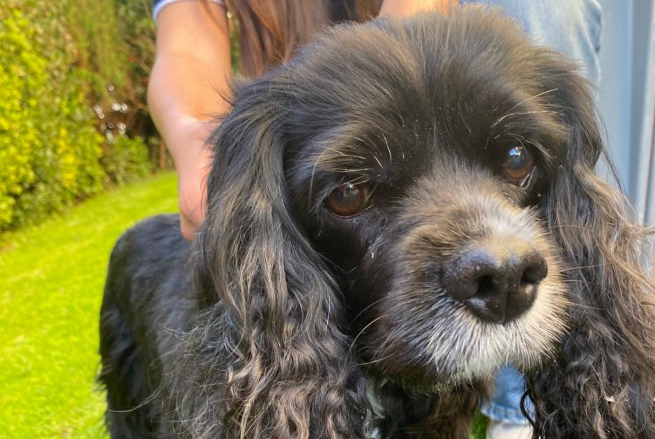 Discovery alert Dog  Female Coquelles France