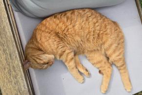 Disappearance alert Cat Female, 8 years Saint-Antoine-du-Rocher France