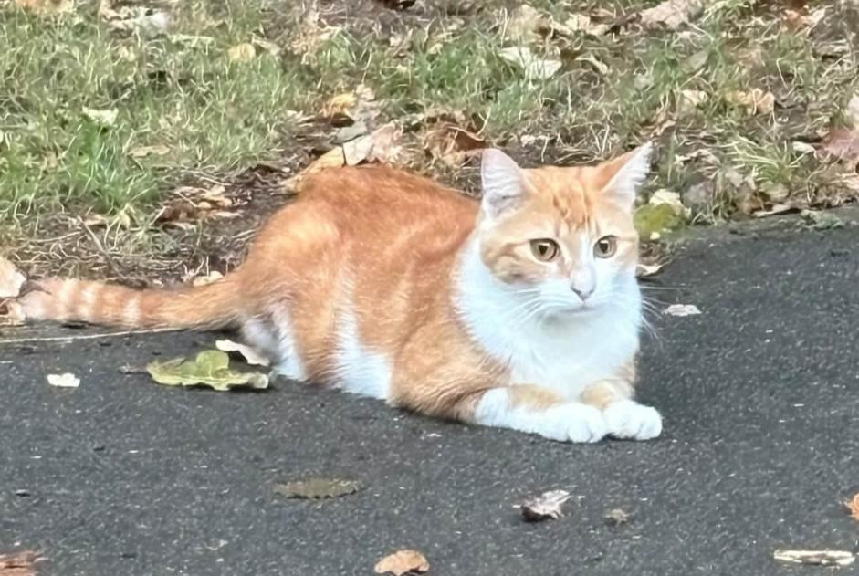 Discovery alert Cat  Female Tremblay-en-France France