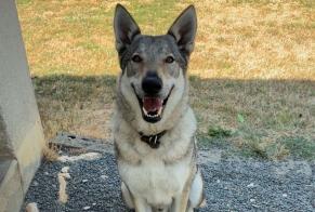 Disappearance alert Dog miscegenation Male, 4 years Montauban France