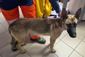 Discovery alert Dog Female Nanteuil France