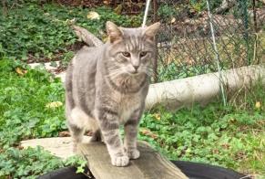 Discovery alert Cat Unknown Saint-Amand-les-Eaux France