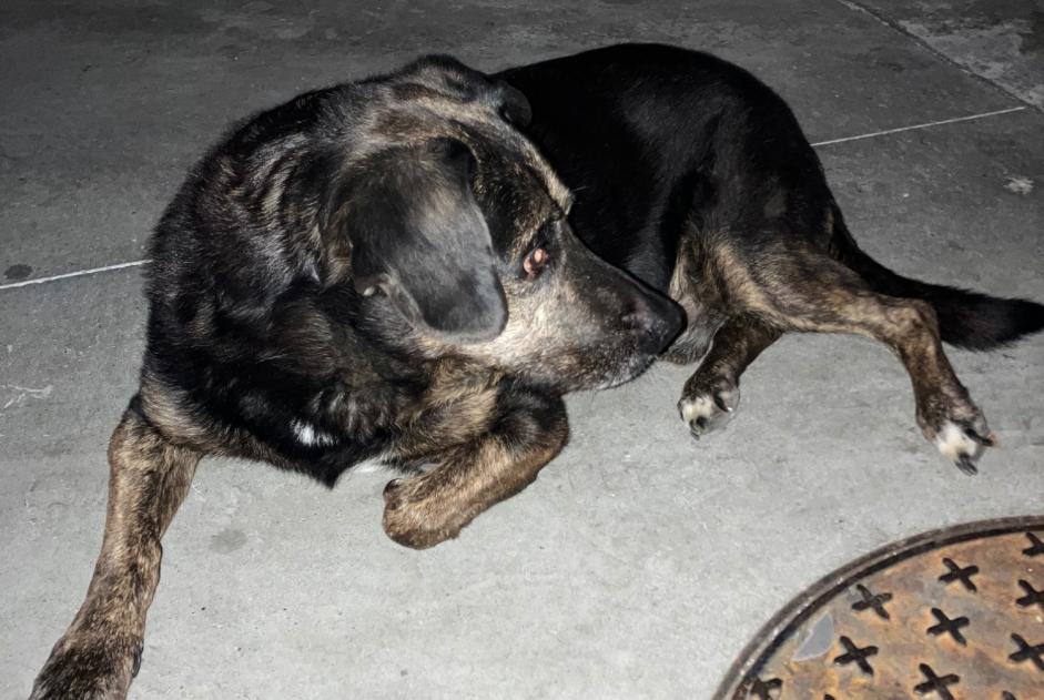 Discovery alert Dog miscegenation Male Corbas France